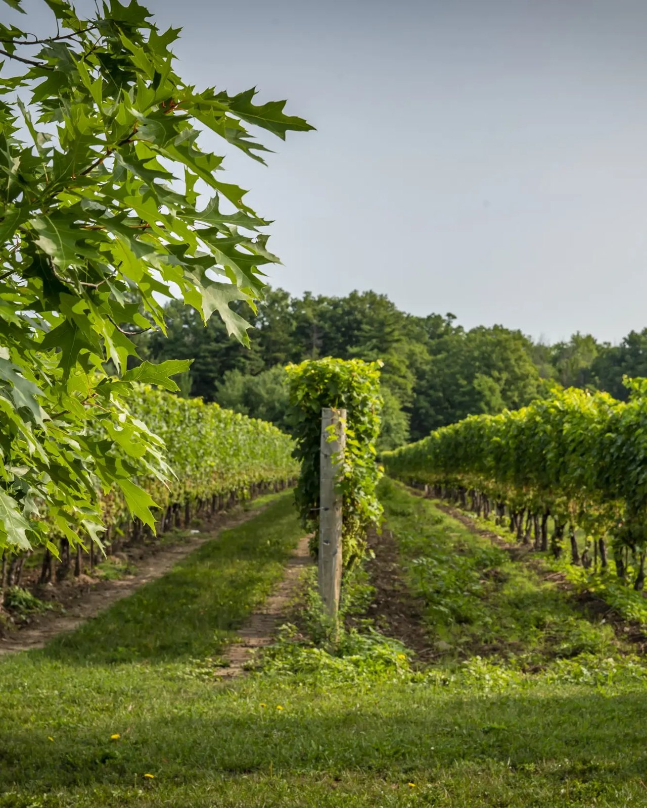 Rows of vines in Niagara wine country