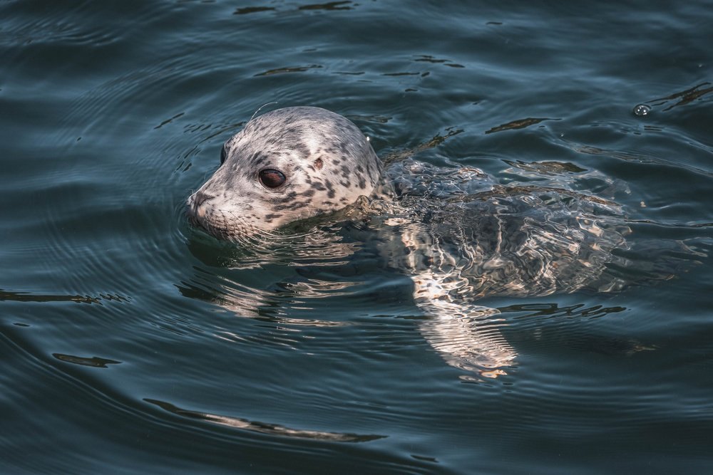 A harbour seal swimming in calm water