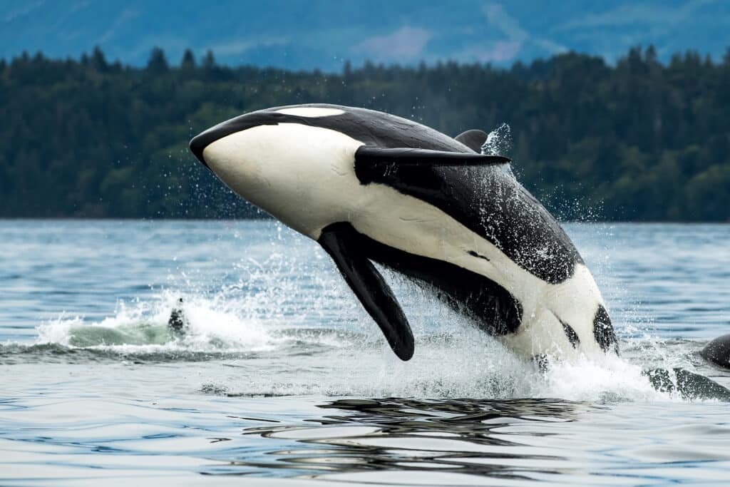 An orca breaching off the coast
