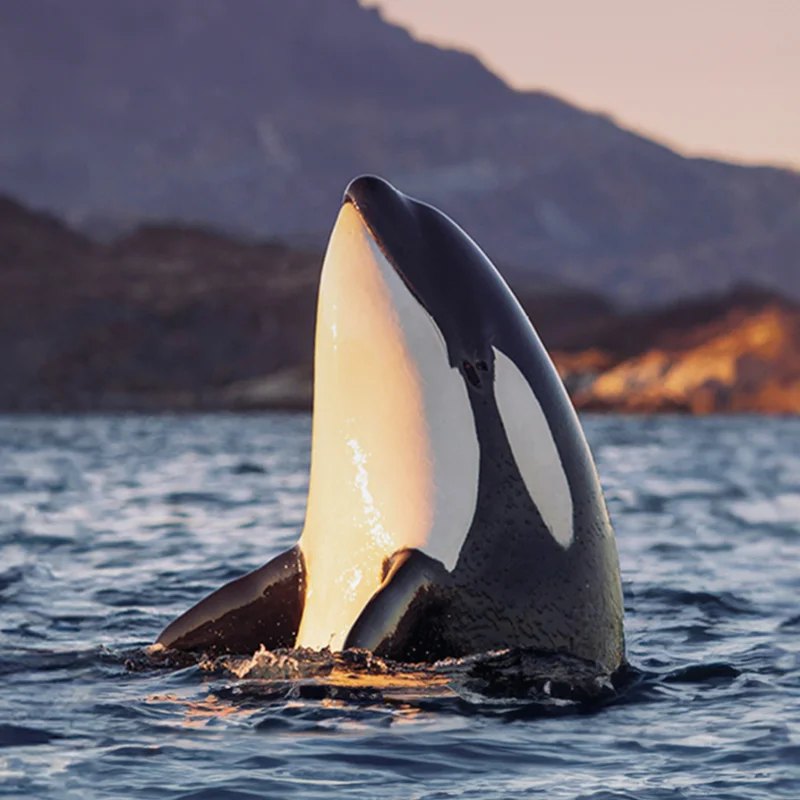 An orca spyhopping at golden hour