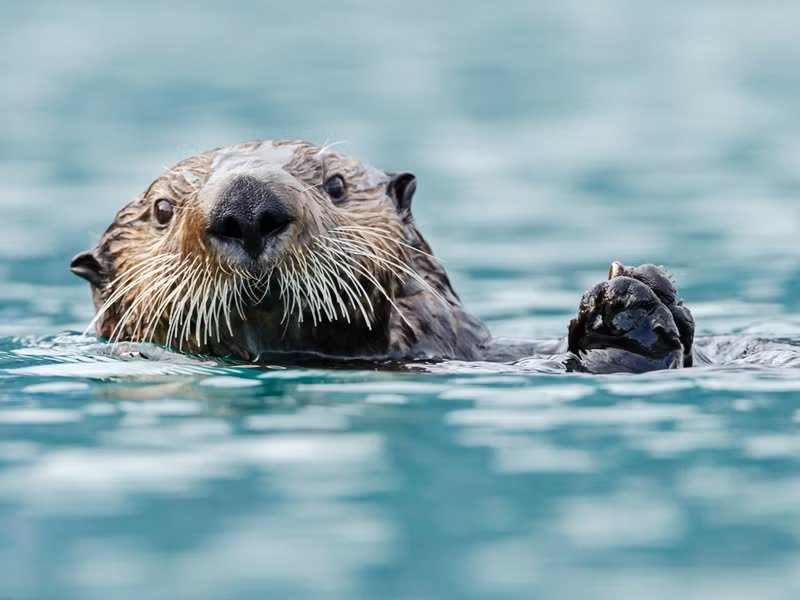 A sea otter floating and raising a paw
